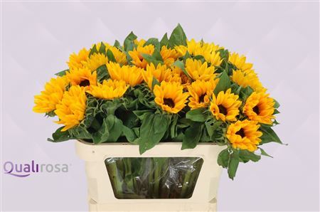 Helian An Sunrich Or