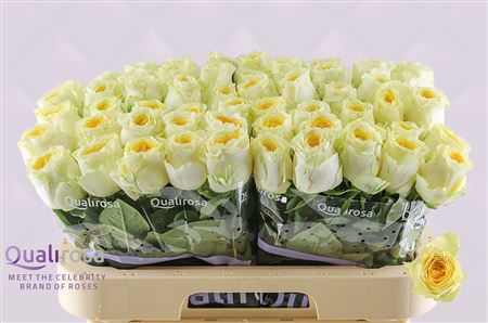 R Gr Buttercup