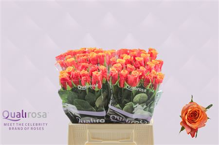 R Gr Espana@