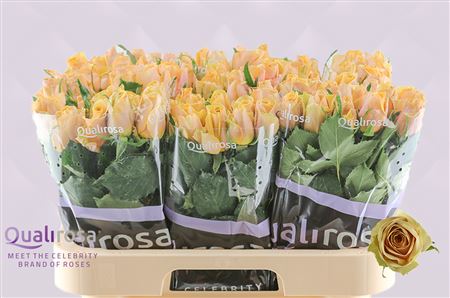 R Gr Golden Mustard