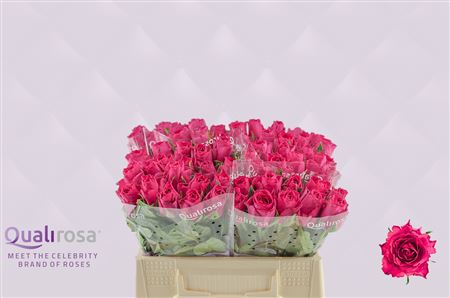 R Gr Madam Cerise
