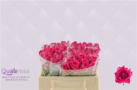 R Gr Madam Cerise