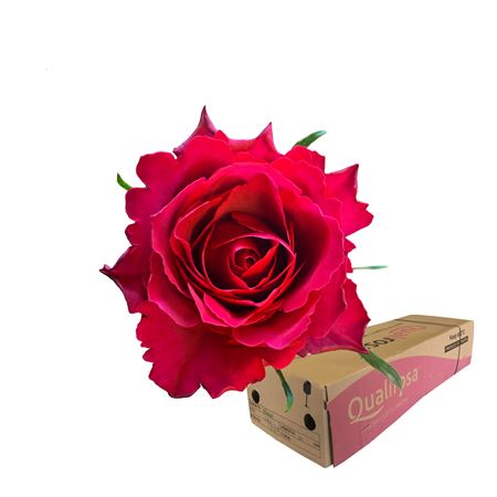 R Gr Madam Cerise