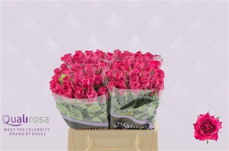 R Gr Madam Cerise