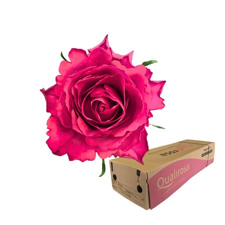 R Gr Madam Cerise