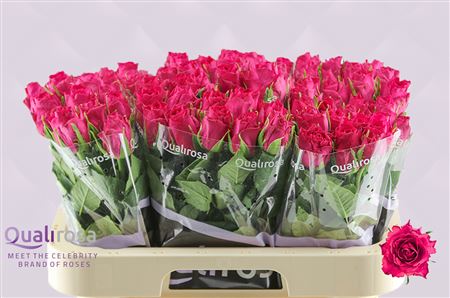 R Gr Madam Cerise