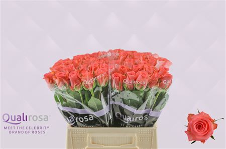 R Gr Sankara