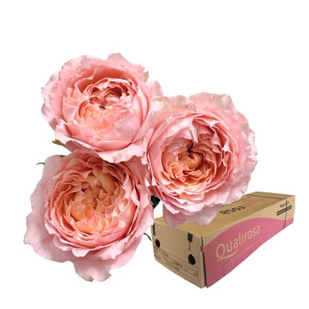 R Tr Julietta -in Box